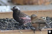 Black Rosy Finches. Photo by Rob Tolley.