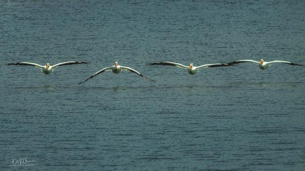 Pelicans. Photo by Dave Bell.