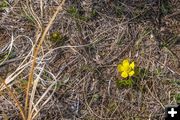 First flower 2021. Photo by Dave Bell.