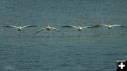 Pelicans. Photo by Dave Bell.