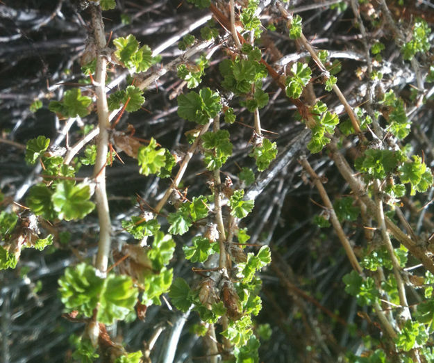 First spring leaves 2021. Photo by Dawn Ballou, Pinedale Online.