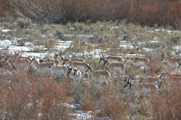 Pronghorn. Photo by Rob Tolley.