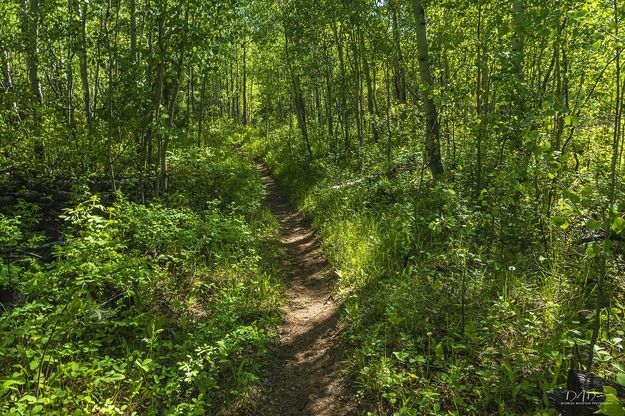 Inviting path. Photo by Dave Bell.