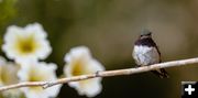 Broad Tailed Hummingbird. Photo by Tony Vitolo.