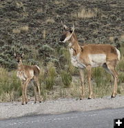 Mama and baby. Photo by Renee Smythe.