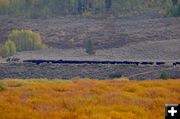 Cattle Drive. Photo by Rob Tolley.