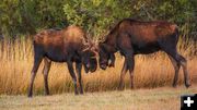 Butting heads. Photo by Dave Bell.