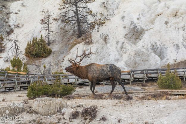 Mammoth Elk. Photo by Dave Bell.