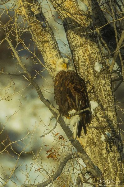 Bald Eagle. Photo by Dave Bell.