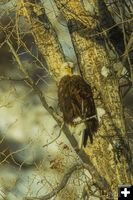 Bald Eagle. Photo by Dave Bell.