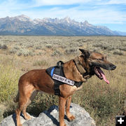 K9 Wojtek. Photo by Sublette County Sheriff's Office.