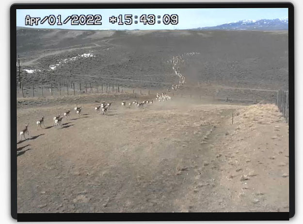 Pronghorn moving north. Photo by Trappers Point Wildlife Webcam.