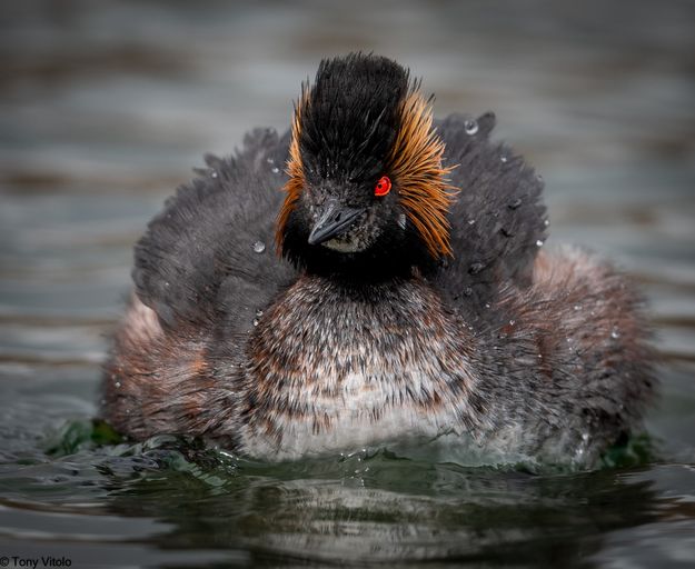 Eared Grebe. Photo by Tony Vitolo.