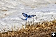 Bluebird. Photo by Sharon Rauenzahn.