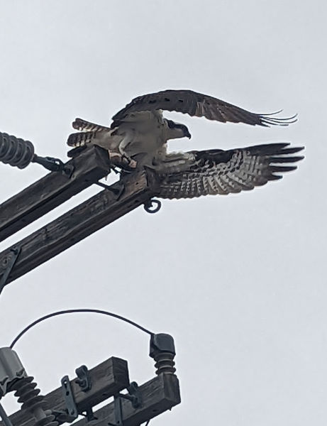 Ready to fly. Photo by Elena Slate.