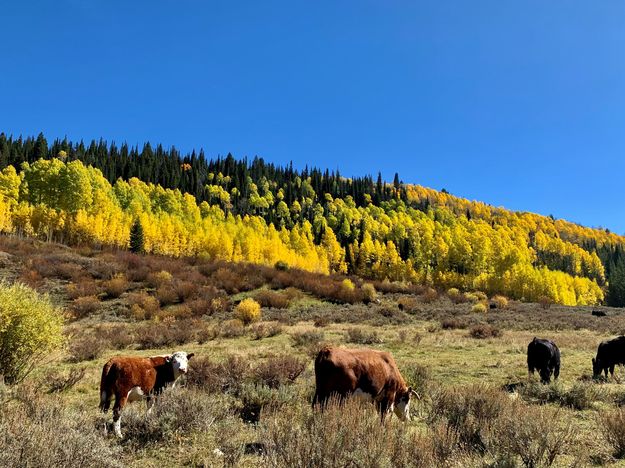 October 4th fall colors. Photo by Rob Tolley.