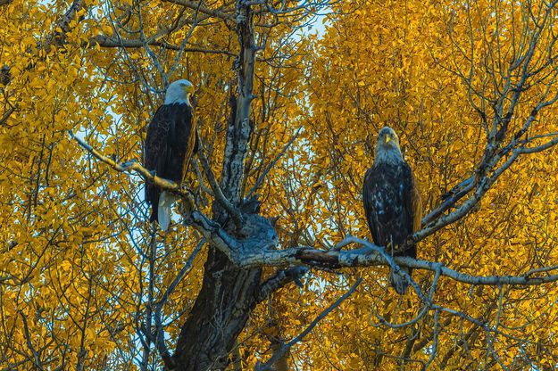 Eagle pair. Photo by Dave Bell.