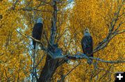 Eagle pair. Photo by Dave Bell.