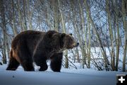 Grizzly Bear. Photo by National Park Service.