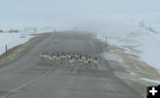 In the road. Photo by Dawn Ballou, Pinedale Online.