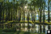 Reflections. Photo by Dave Bell.