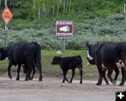 Entering Griz Country. Photo by Rob Tolley.