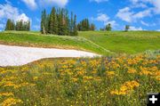 Flower field. Photo by Dave Bell.