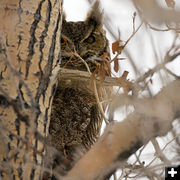 Great Horned Owl. Photo by Chris Wilde.