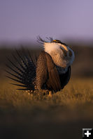 Strutting. Photo by Tony Vitolo.