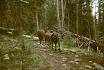 Horses on the trail too